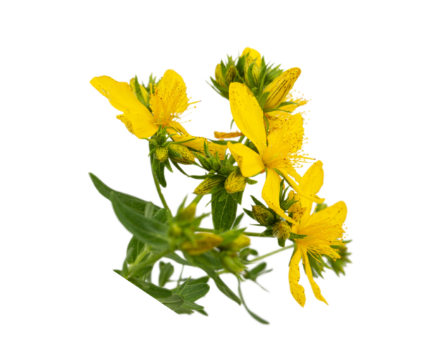 inflorescence-of-yellow-flowers-of-hypericum-iso-2022-02-07-10-18-07-utc 1