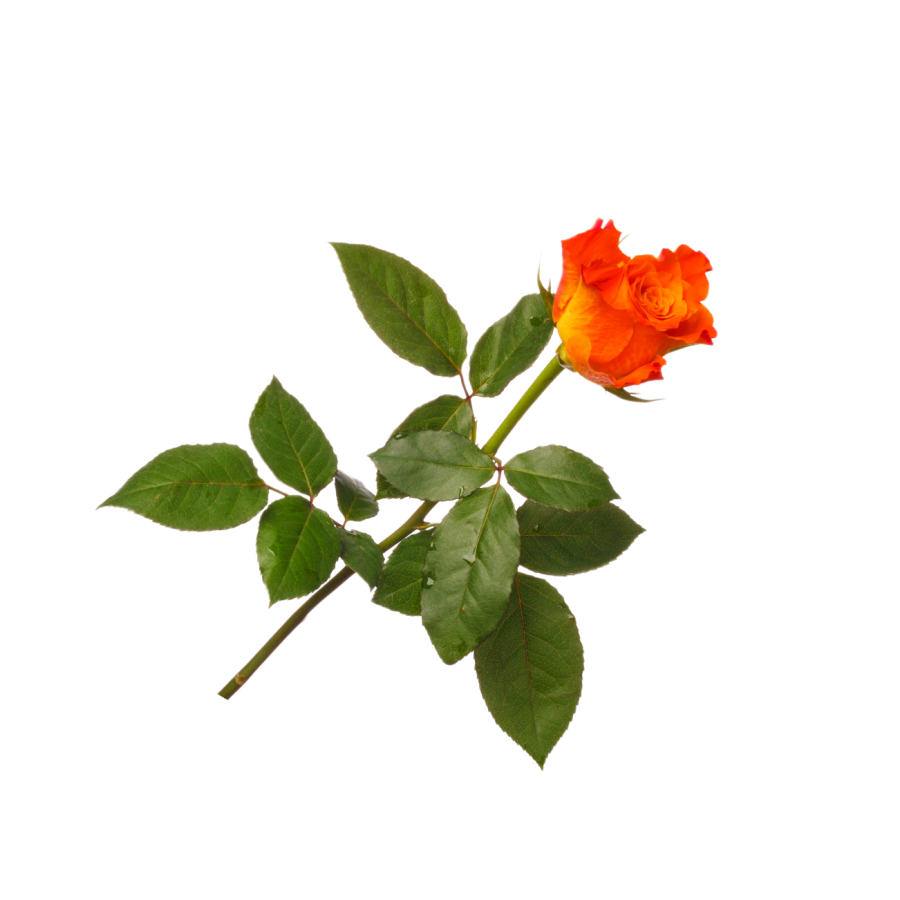 orange-rose-2021-08-29-05-40-26-utc 1