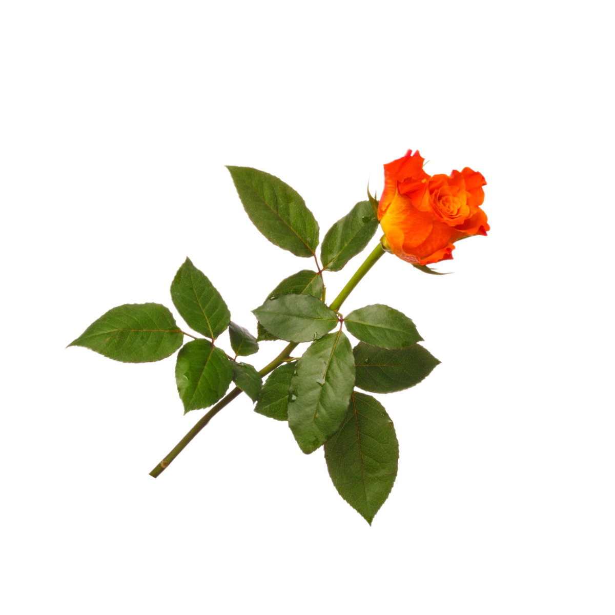 orange-rose-2021-08-29-05-40-26-utc 1